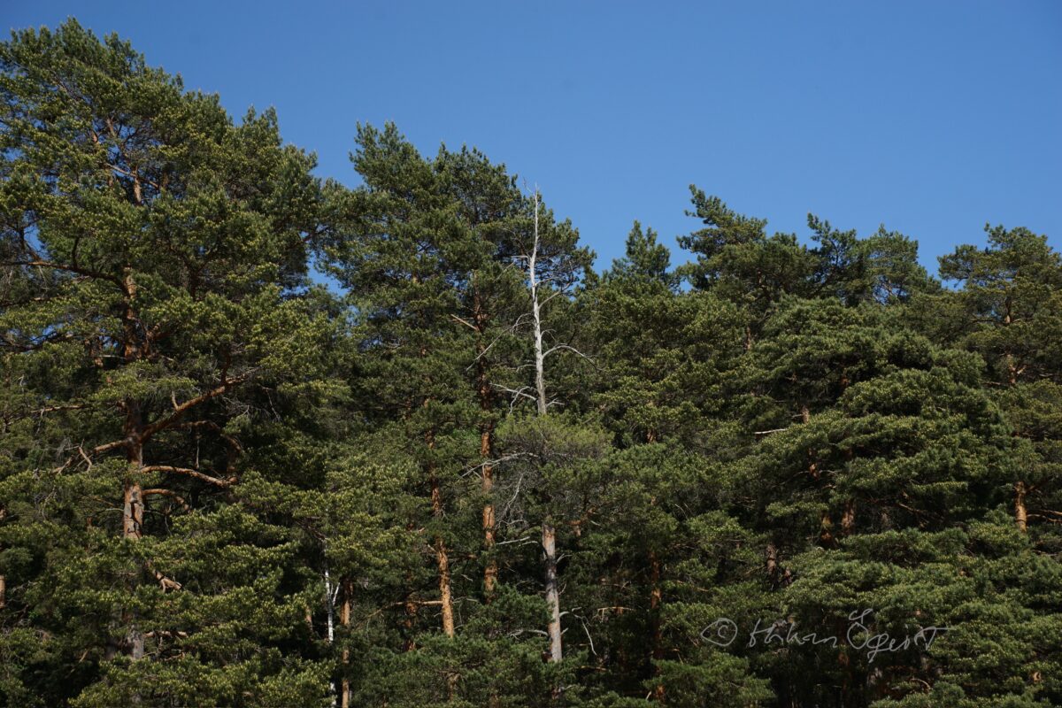 Fjällskog som skulle skyddas huggs ner i rekordfart